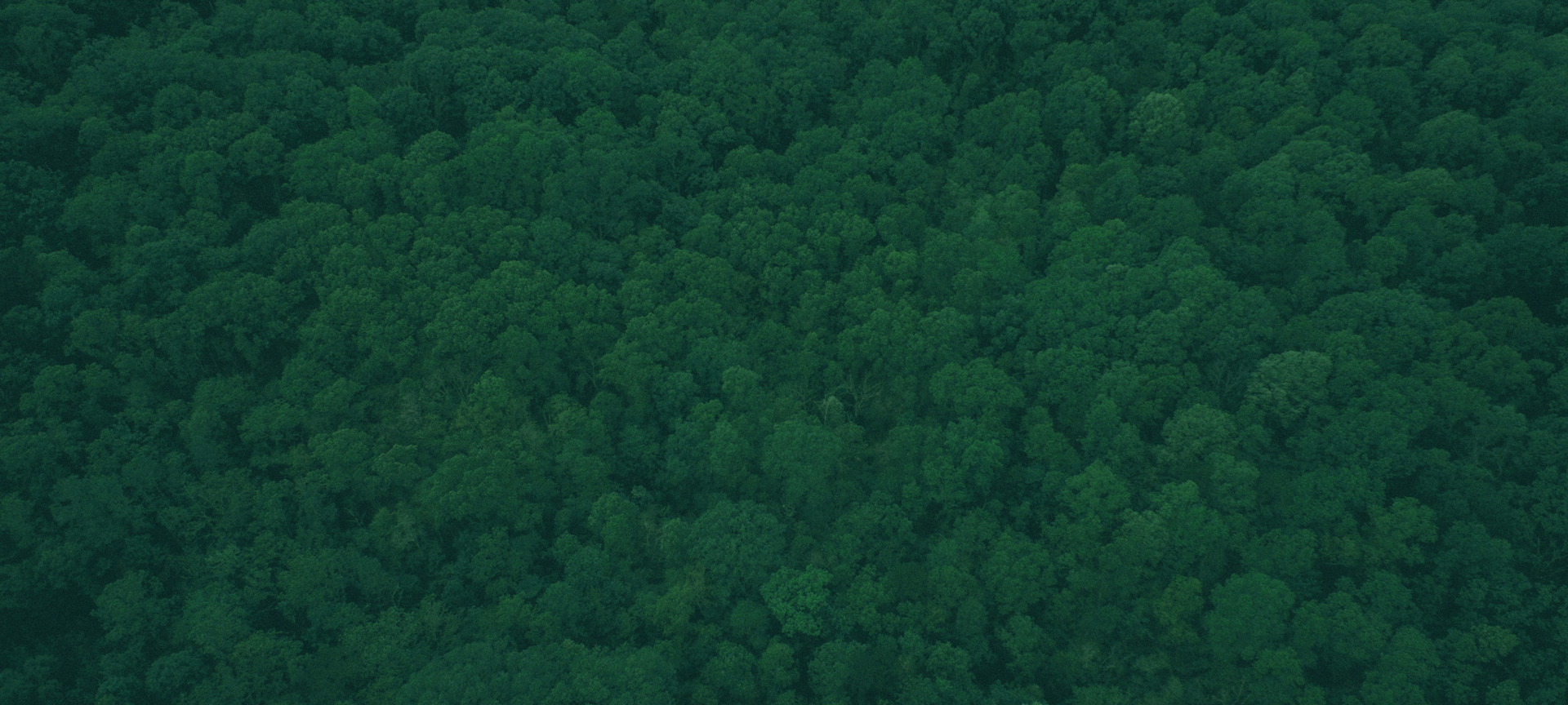 Birds Eye View of Green Tree Tops