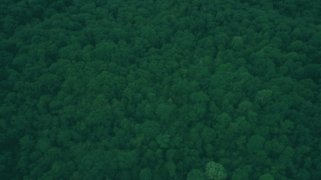 Birds Eye View of Green Tree Tops