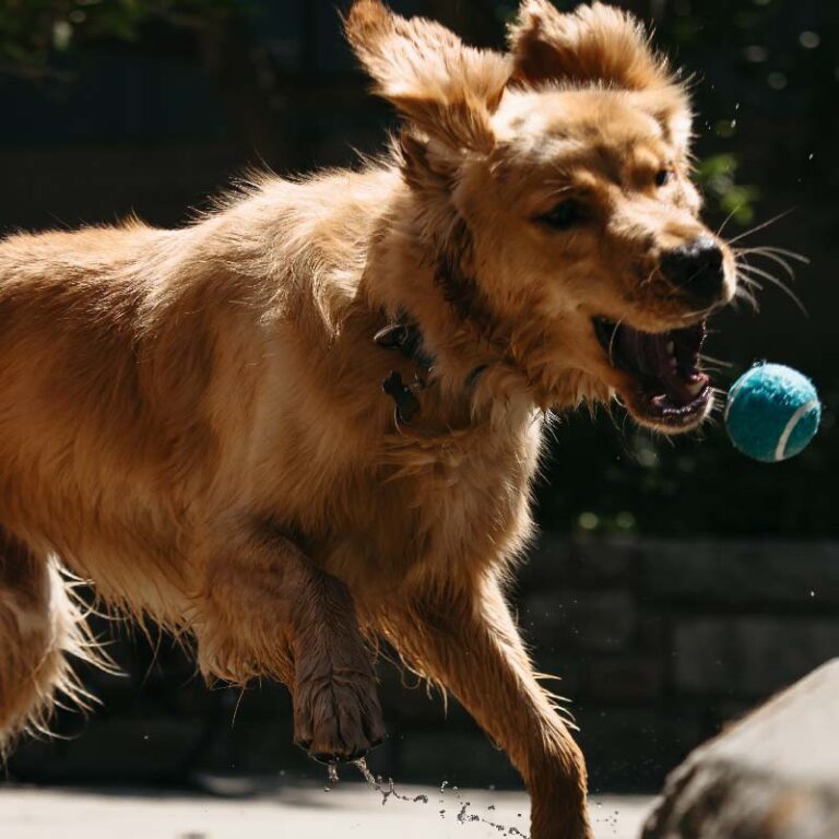 photo of a golden retriever jumping for a tennis ball