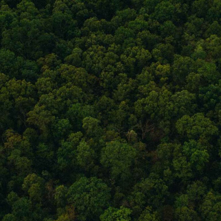 aerial photo of a dense forest of trees